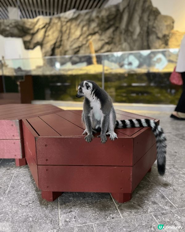 這個來自大阪的動物園非常乾淨整潔 而且動物可以自出自入 很合...