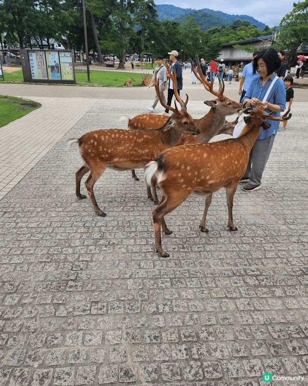 奈良公園，有大量可愛的鹿鹿，是一家大小都可以一齊到的地方。
