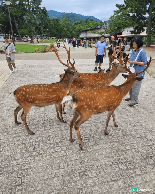奈良公園，有大量可愛的鹿鹿，是一家大小都可以一齊到的地方。