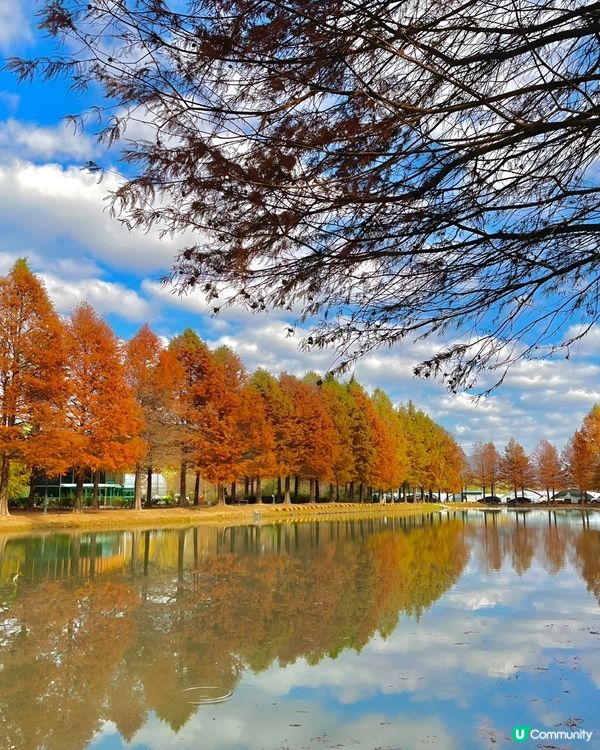 秋葉@潭陽官防堤林