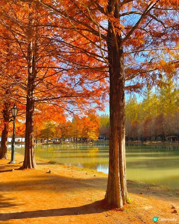 秋葉@潭陽官防堤林