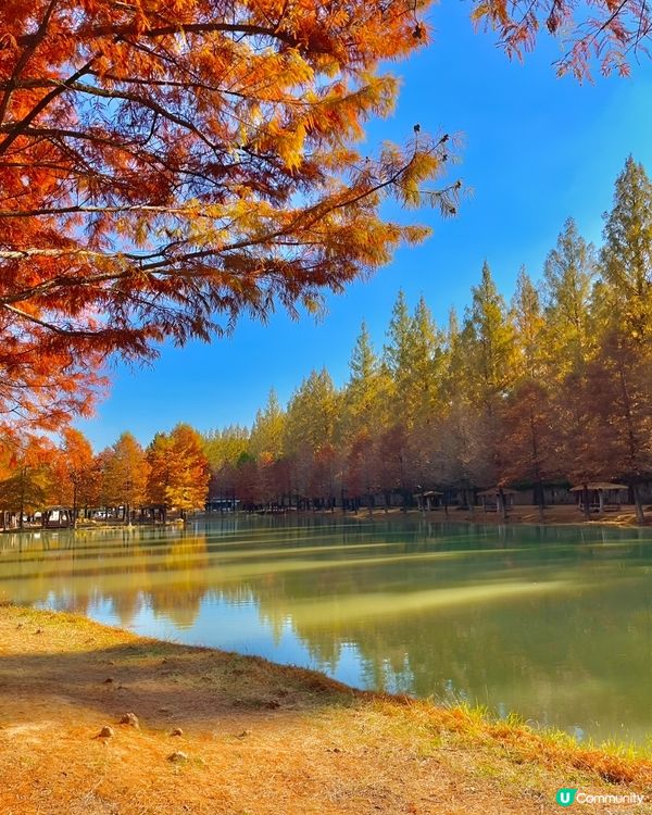 秋葉@潭陽官防堤林