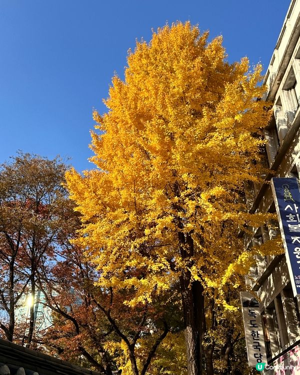 🇰🇷快啲嚟韓國睇銀杏‼️