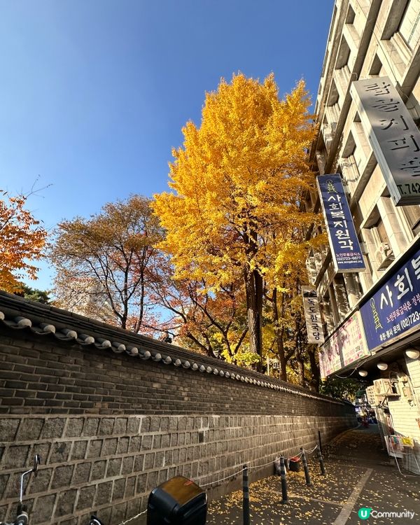 🇰🇷快啲嚟韓國睇銀杏‼️