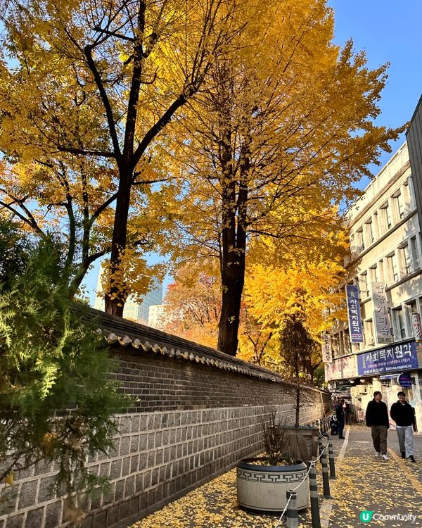 🇰🇷快啲嚟韓國睇銀杏‼️