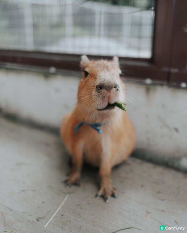 宜蘭必去！斑比山丘🦌｜超萌水豚天堂🥰