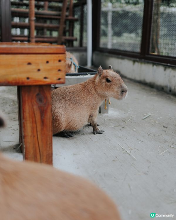 宜蘭必去！斑比山丘🦌｜超萌水豚天堂🥰