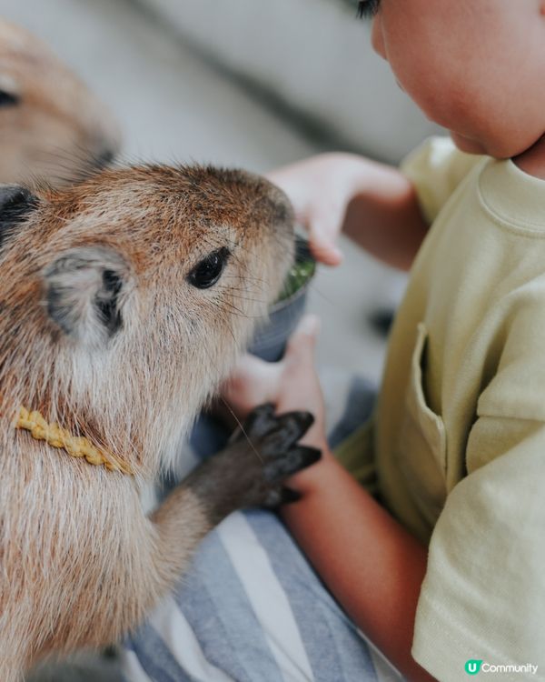 宜蘭必去！斑比山丘🦌｜超萌水豚天堂🥰