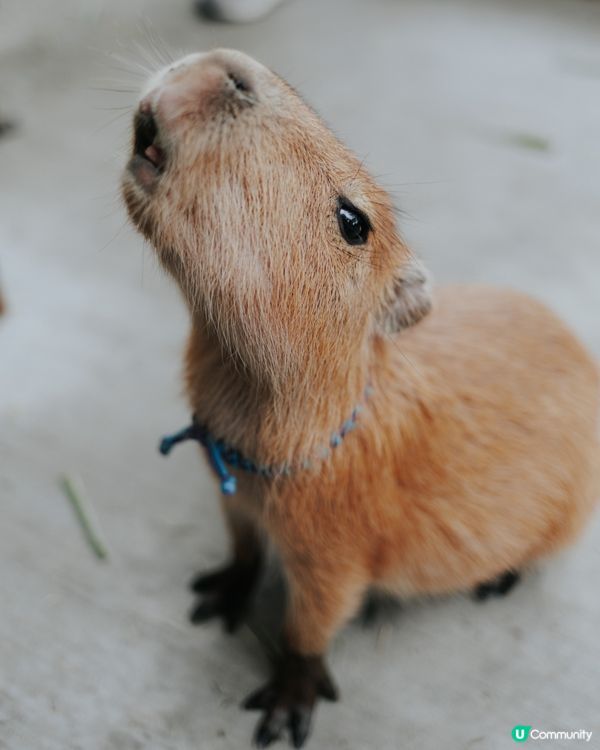 宜蘭必去！斑比山丘🦌｜超萌水豚天堂🥰