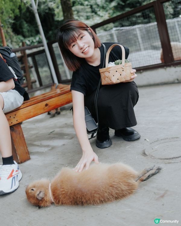 宜蘭必去！斑比山丘🦌｜超萌水豚天堂🥰