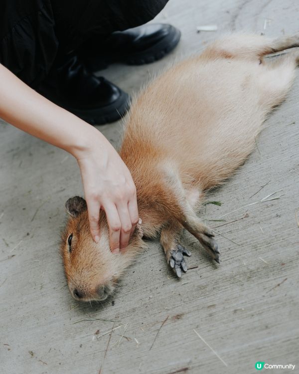 宜蘭必去！斑比山丘🦌｜超萌水豚天堂🥰