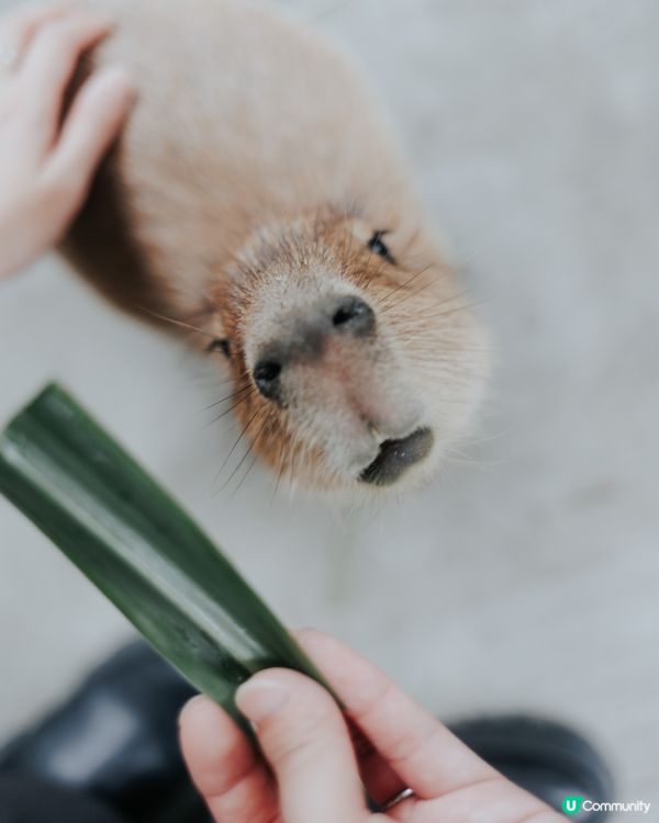 宜蘭必去！斑比山丘🦌｜超萌水豚天堂🥰