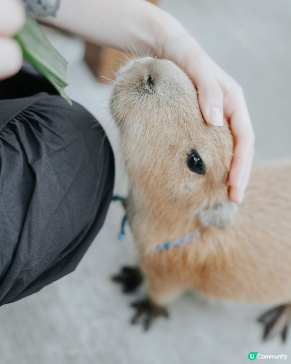 宜蘭必去！斑比山丘🦌｜超萌水豚天堂🥰