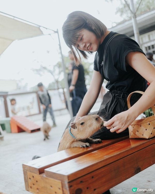 宜蘭必去！斑比山丘🦌｜超萌水豚天堂🥰