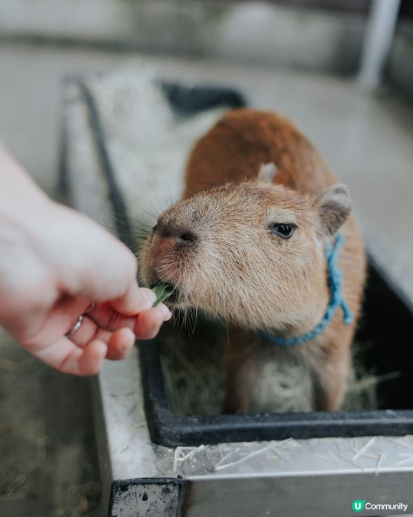 宜蘭必去！斑比山丘🦌｜超萌水豚天堂🥰