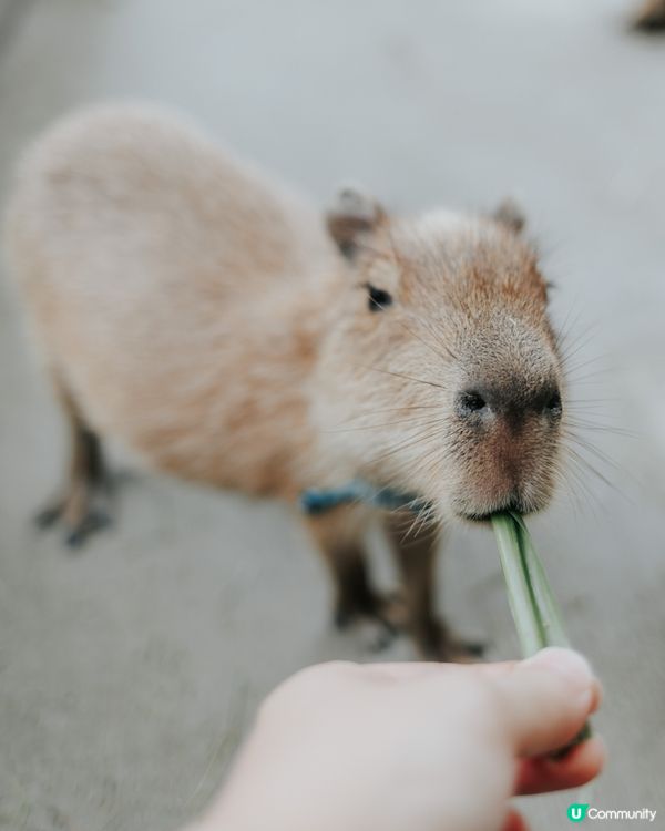 宜蘭必去！斑比山丘🦌｜超萌水豚天堂🥰