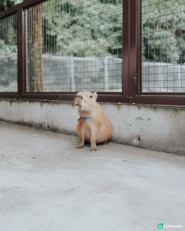 宜蘭必去！斑比山丘🦌｜超萌水豚天堂🥰