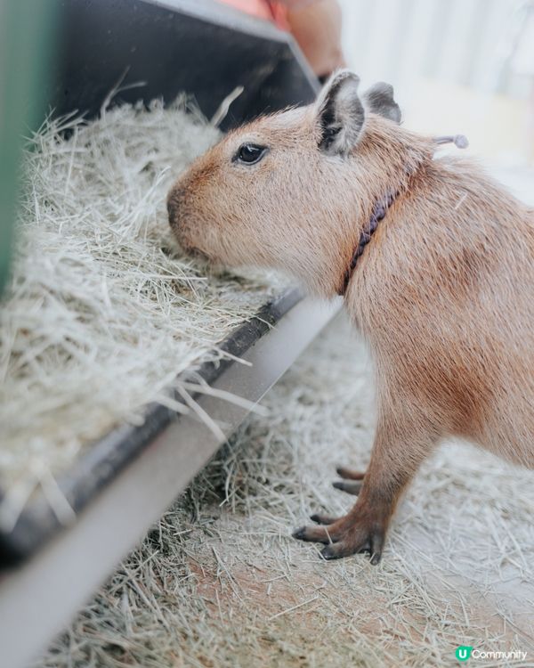 宜蘭必去！斑比山丘🦌｜超萌水豚天堂🥰