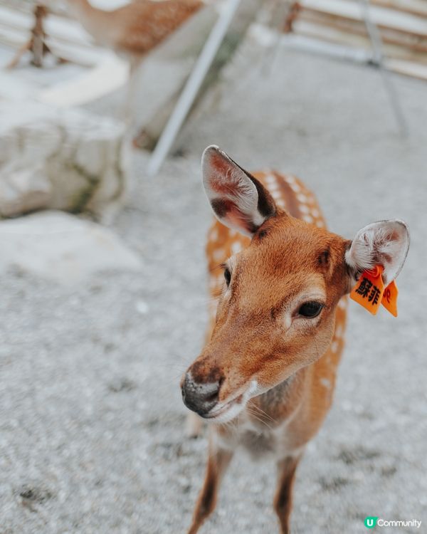 宜蘭必去！斑比山丘🦌｜超萌水豚天堂🥰