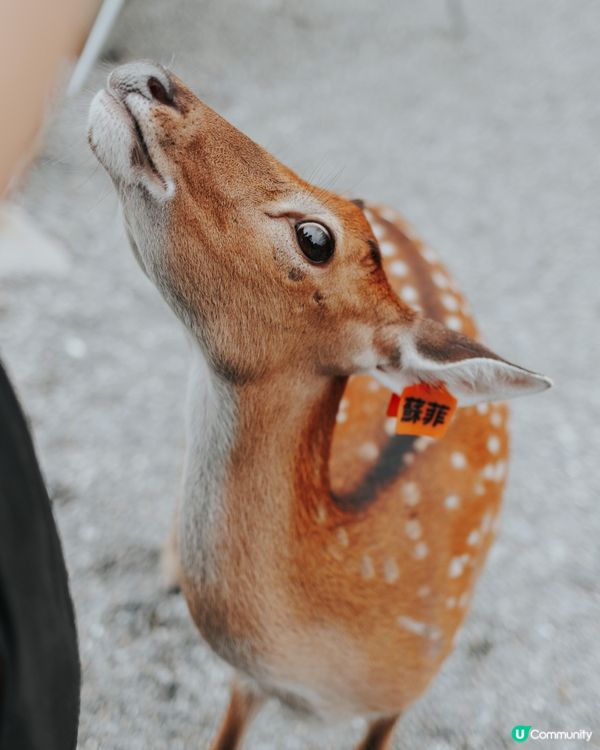 宜蘭必去！斑比山丘🦌｜超萌水豚天堂🥰