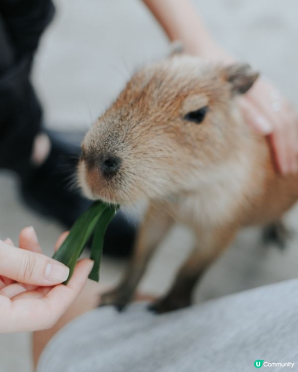 宜蘭必去！斑比山丘🦌｜超萌水豚天堂🥰