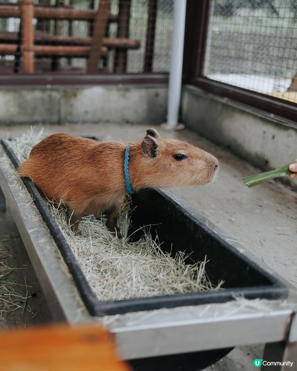 宜蘭必去！斑比山丘🦌｜超萌水豚天堂🥰