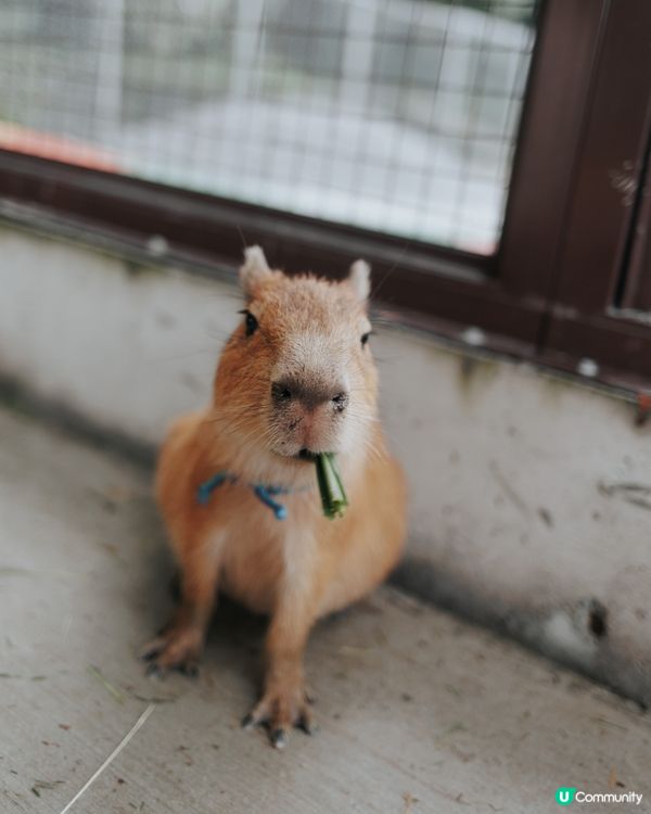 宜蘭必去！斑比山丘🦌｜超萌水豚天堂🥰