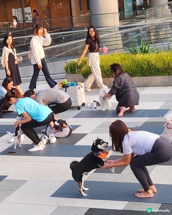 🐶狗狗瑜伽🧘‍♀️