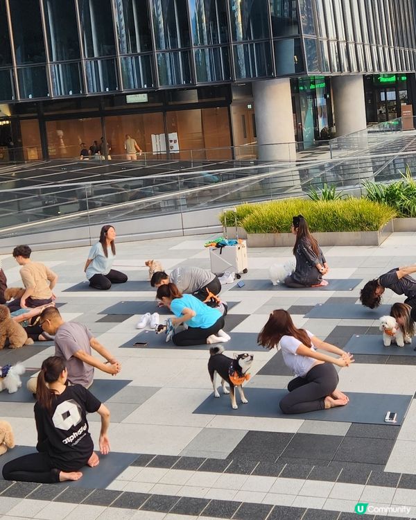 🐶狗狗瑜伽🧘‍♀️