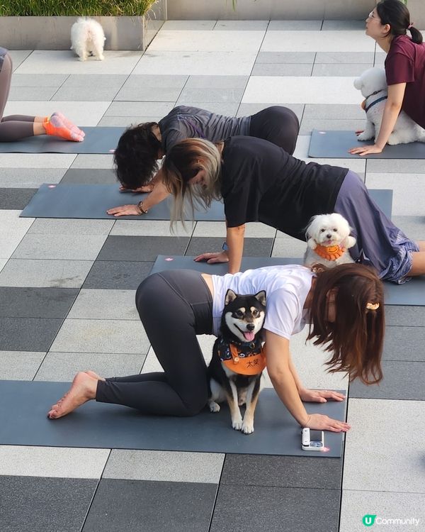 🐶狗狗瑜伽🧘‍♀️