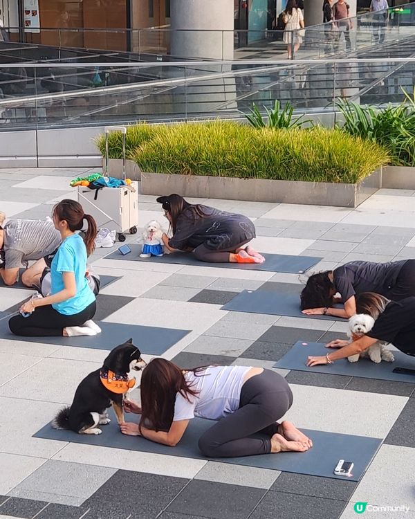 🐶狗狗瑜伽🧘‍♀️