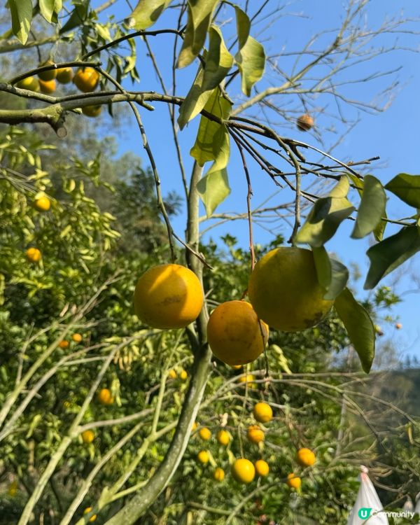 遠離煩囂城市，走入鄉村田野，體驗摘橙子的快樂