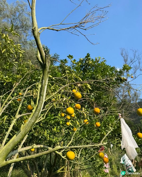 遠離煩囂城市，走入鄉村田野，體驗摘橙子的快樂