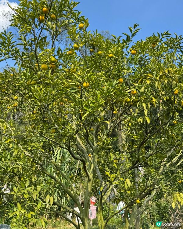 遠離煩囂城市，走入鄉村田野，體驗摘橙子的快樂