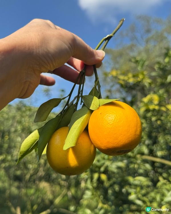 遠離煩囂城市，走入鄉村田野，體驗摘橙子的快樂