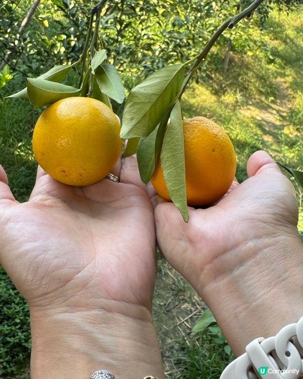遠離煩囂城市，走入鄉村田野，體驗摘橙子的快樂