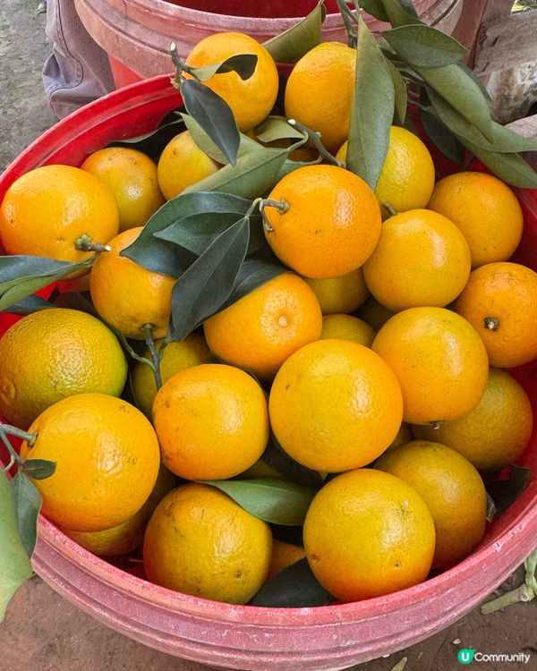 遠離煩囂城市，走入鄉村田野，體驗摘橙子的快樂