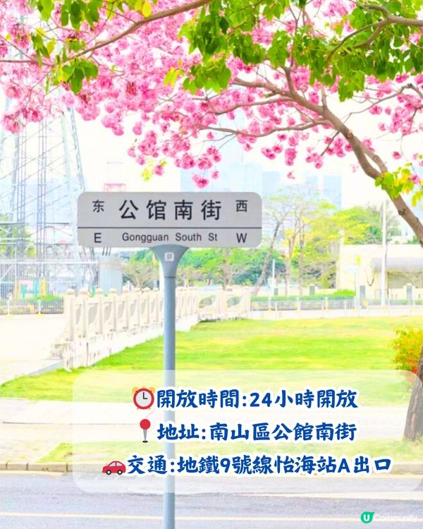 深圳5大賞花大道📸逾3公里！一片金黃色花海😍附地址+交通教學‼️