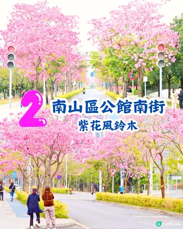 深圳5大賞花大道📸逾3公里！一片金黃色花海😍附地址+交通教學‼️