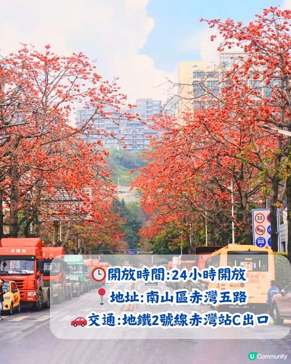 深圳5大賞花大道📸逾3公里！一片金黃色花海😍附地址+交通教學‼️