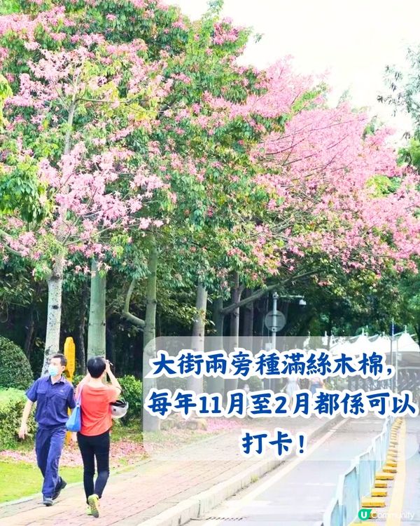 深圳5大賞花大道📸逾3公里！一片金黃色花海😍附地址+交通教學‼️