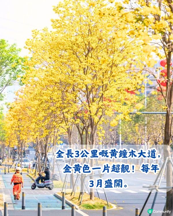 深圳5大賞花大道📸逾3公里！一片金黃色花海😍附地址+交通教學‼️