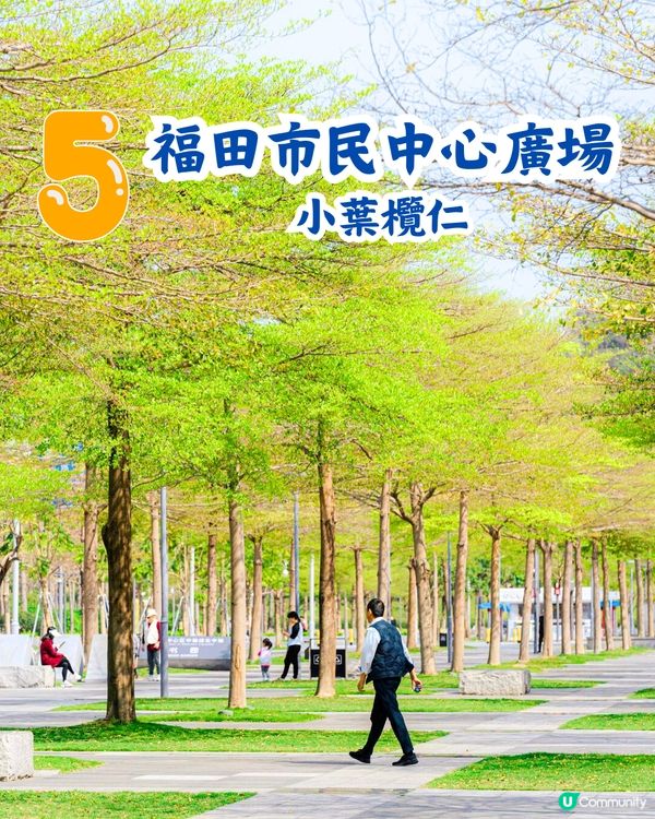 深圳5大賞花大道📸逾3公里！一片金黃色花海😍附地址+交通教學‼️