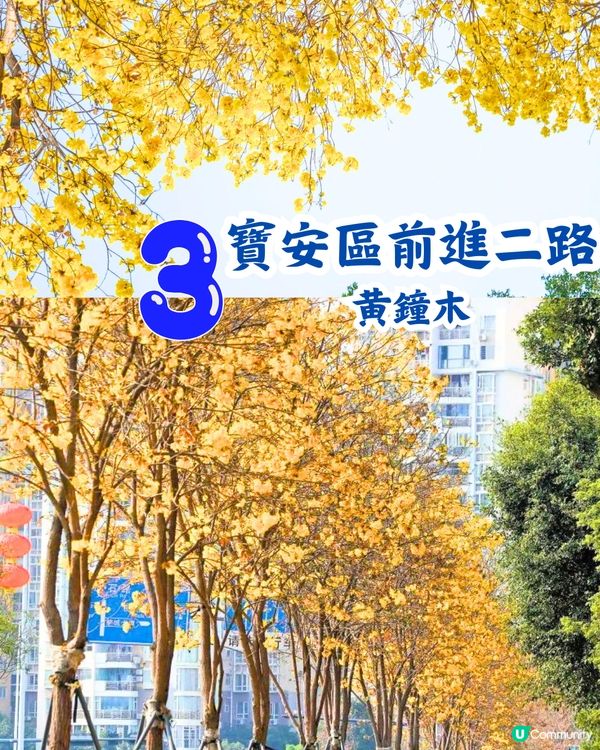 深圳5大賞花大道📸逾3公里！一片金黃色花海😍附地址+交通教學‼️