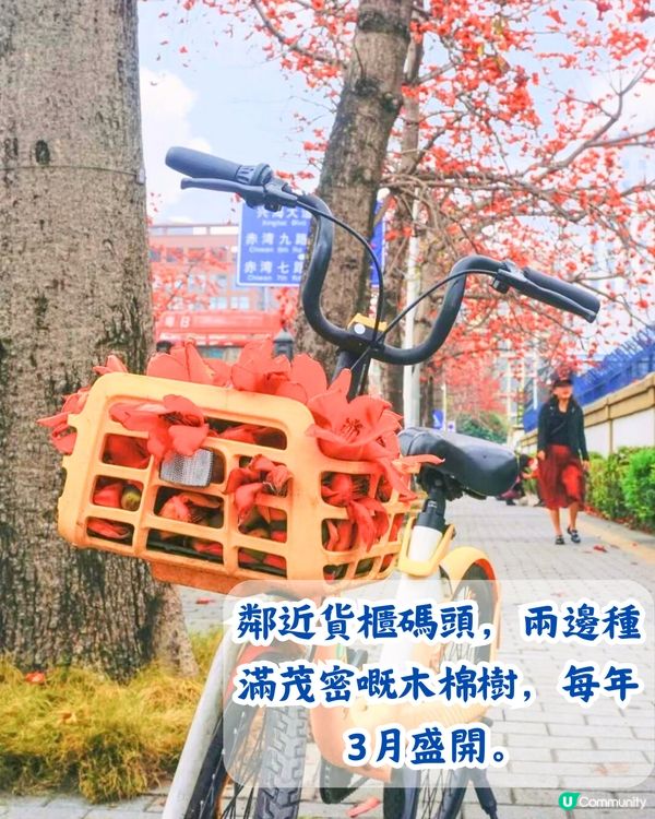 深圳5大賞花大道📸逾3公里！一片金黃色花海😍附地址+交通教學‼️