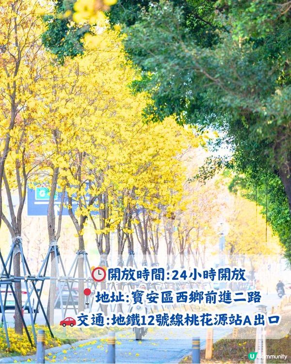 深圳5大賞花大道📸逾3公里！一片金黃色花海😍附地址+交通教學‼️