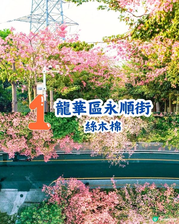 深圳5大賞花大道📸逾3公里！一片金黃色花海😍附地址+交通教學‼️