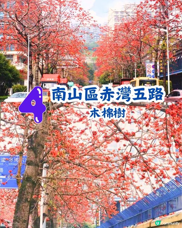 深圳5大賞花大道📸逾3公里！一片金黃色花海😍附地址+交通教學‼️