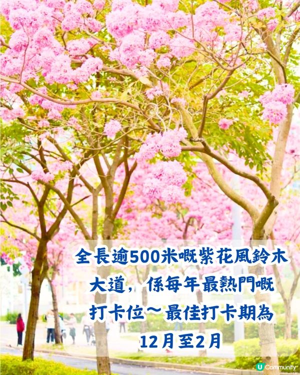 深圳5大賞花大道📸逾3公里！一片金黃色花海😍附地址+交通教學‼️