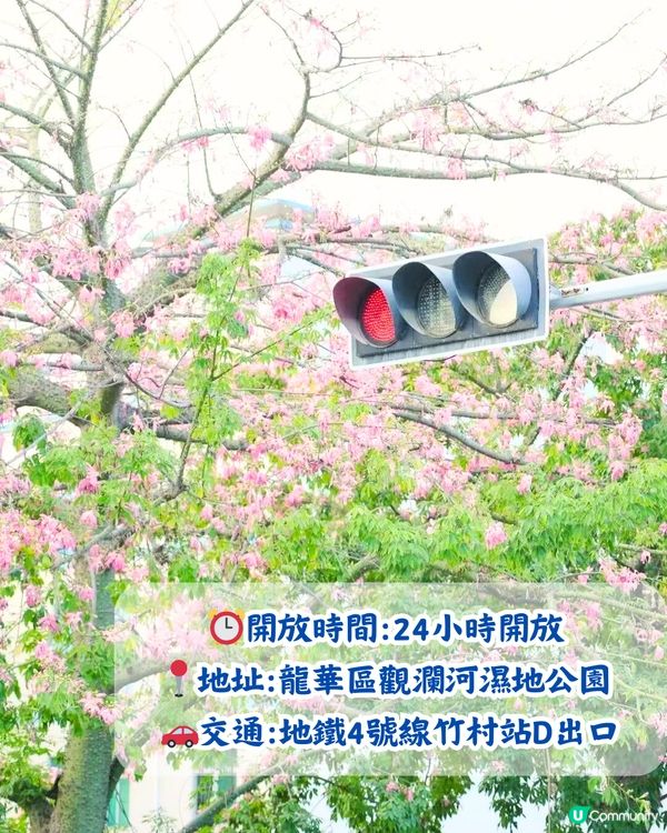 深圳5大賞花大道📸逾3公里！一片金黃色花海😍附地址+交通教學‼️